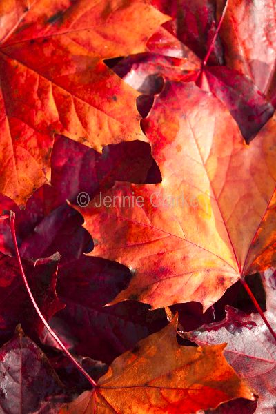 G11. Autumn Leaves