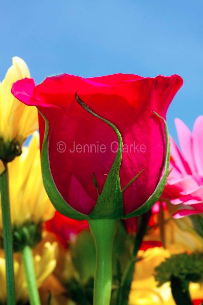 G10. Rose