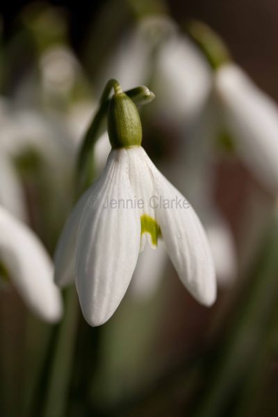 G7. Snowdrop