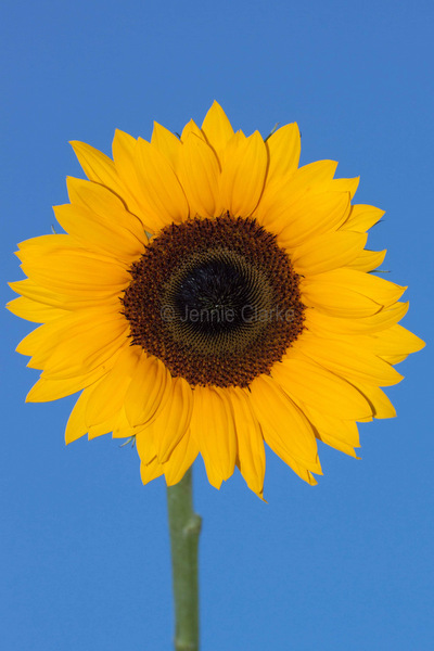 G8. Sunflower