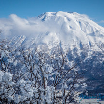 Snow Blossoms & Mt. Yotei