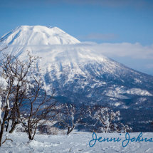 Snow Blossoms & Mt. Yotei