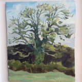 Ash tree at Netherhay