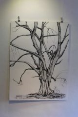 Hassan's beech ink drawing (SOLD)