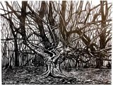 Frithsden Great Beech Woodcut