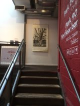 Large twisted beech at Park Theatre