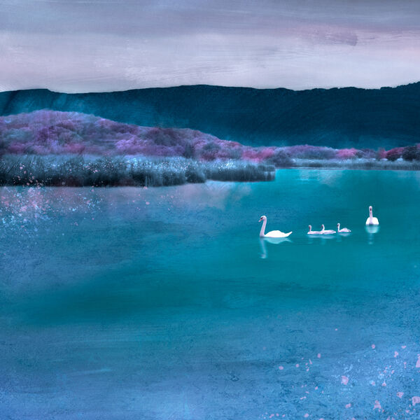 Swans on Castle Semple Loch Square Print