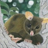 Brushtail Possum