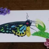 Fine Art Giclee Print - Cairns Birdwing Butterfly