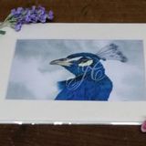 Fine Art Giclee Print - Peacock on Parade