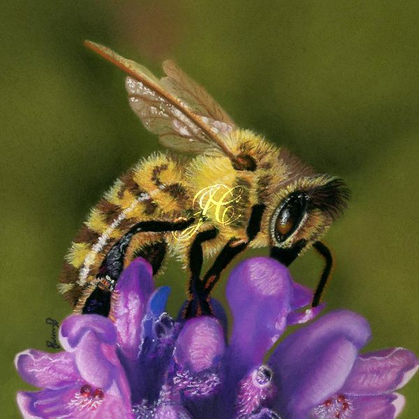 As Sweet As Honey (Honeybee)
