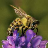 As Sweet As Honey (Honeybee)