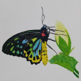 Cairns Birdwing Butterfly on a Yellow Rose