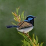 Fairy Superb