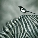 Monochromatic Dream