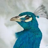 Peacock on Parade