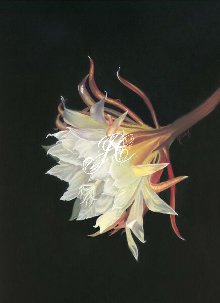 Queen of the Night