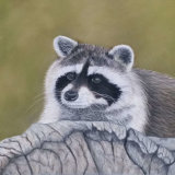 Rascally Raccoon