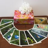 Boxed Set of 12 Artist Cards