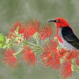 Scarlet Honeyeater