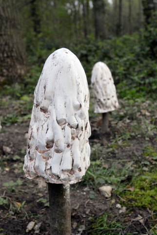 Fungi sculpture Holt Country Park