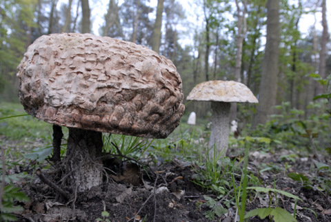 Fungi Sculpture, Holt Country Park.