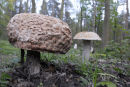 Mushroom Sculpture  outdoor installation