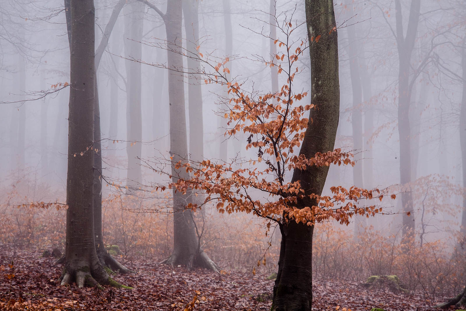 Beech in the Mist 3