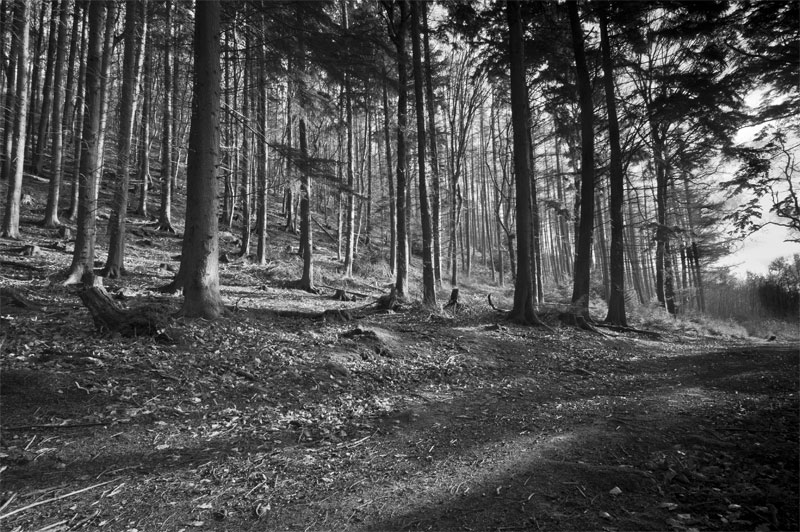 Kinsley Wood, Knighton, Powys, Wales
