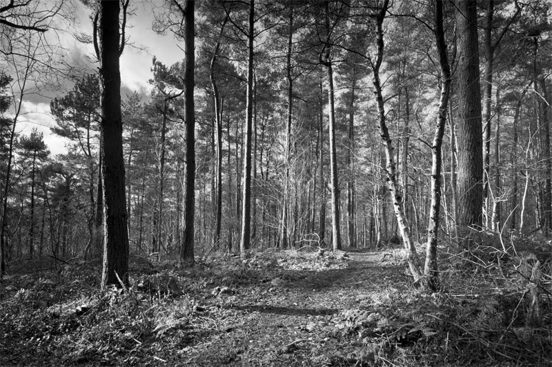 Kinsley Wood, Knighton, Powys, Wales
