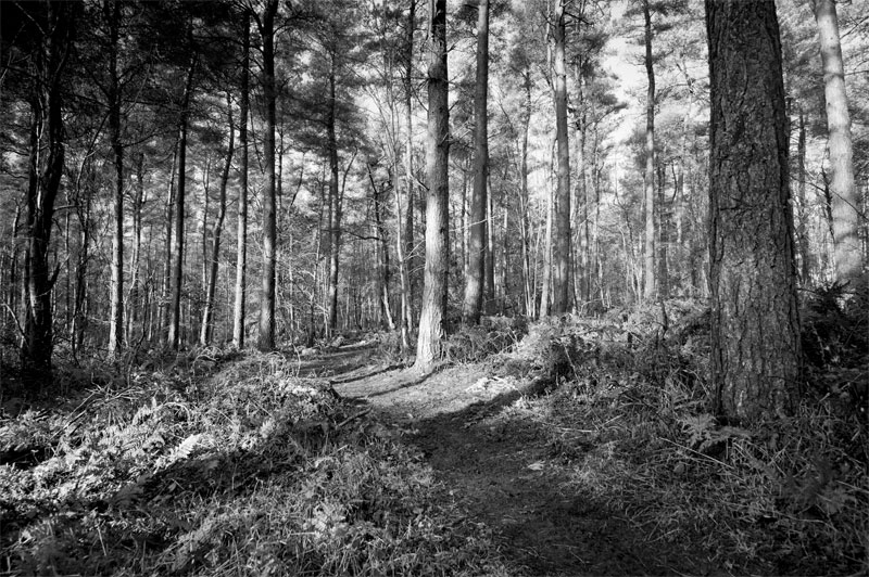 Kinsley Wood, Knighton, Powys, Wales