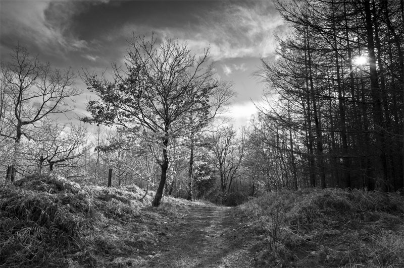 Kinsley Wood, Knighton, Powys, Wales