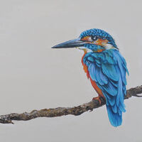 Kingfisher on Branch