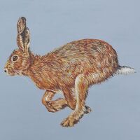 Running Hare