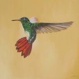 Hummingbird