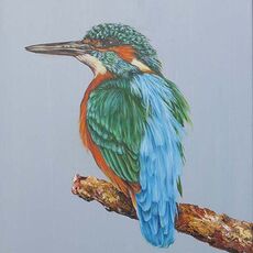 Kingfisher