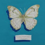 Morpho Epistropgys Calenaria