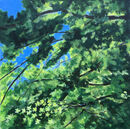 Canopy VI