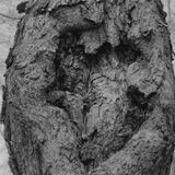 abstract black and white photographic art of forest trees in Waterloo, Ontario, Canada