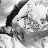 abstract black and white photographic art of tree stumps at bottom of drained reservoir at Waterloo, Ontario