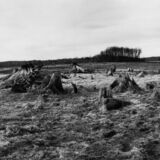 black and white swing lens panoramic photographic nature art of tree stumps on reservoir bottom in Waterloo Ontario