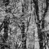 abstract black and white photographic art of forest trees in Waterloo, Ontario, Canada