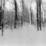 black and white photographic art using ICM and a swing-lens camera in a winter forest in Waterloo, Ontario, Canada