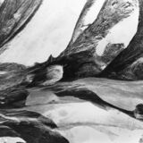 abstract black and white photographic art of tree stumps at bottom of drained reservoir at Waterloo, Ontario