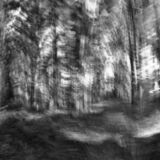 black and white photographic art using ICM and a swing-lens camera in a forest in Waterloo, Ontario, Canada