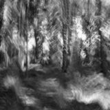 black and white photographic art using ICM and a swing-lens camera in a forest in Waterloo, Ontario, Canada