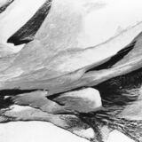 abstract black and white photographic art of tree stumps at bottom of drained reservoir at Waterloo, Ontario