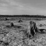 black and white swing lens panoramic photographic nature art of tree stumps on reservoir bottom in Waterloo Ontario