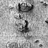 tortured landscape #3