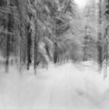 black and white photographic art using ICM and a swing-lens camera in a winter forest in Waterloo, Ontario, Canada